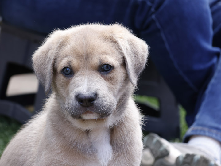 chinook dog